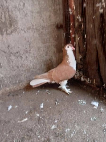 fancy pigeon 13