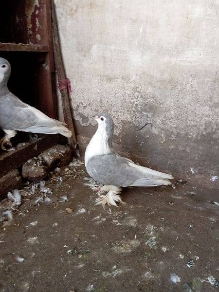 fancy pigeon 16