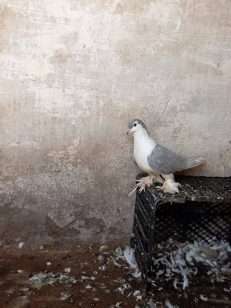 fancy pigeon 17