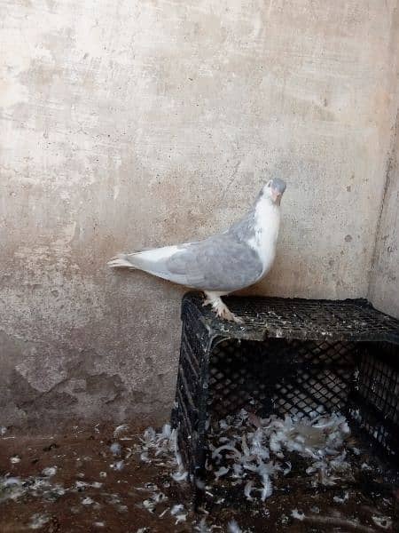 fancy pigeon 18