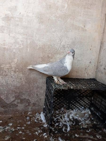 fancy pigeon 19