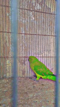 baby green parrot