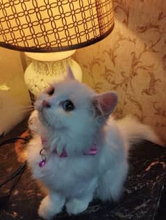 Beautiful Persian breeds home pets are for sale