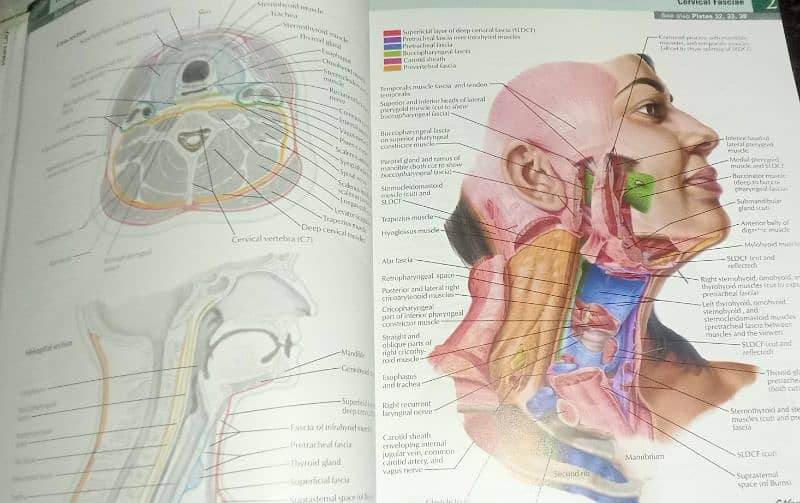 Atlas of Human Anatomy by Frank H. NetterMD Seventh Edition 3