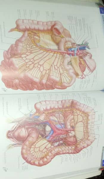 Atlas of Human Anatomy by Frank H. NetterMD Seventh Edition 4