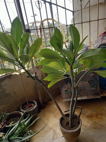 PLANTS FOR SALE 2