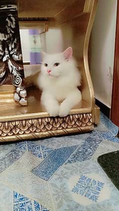 Persian cat