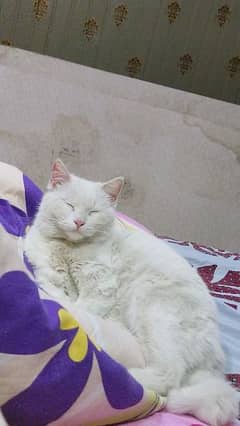 Turkish Angora