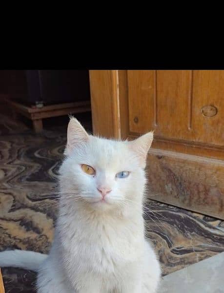 Turkish Angora 1