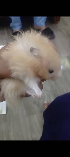 hand tame hamster