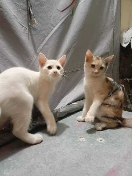 persian short coat kittens for sale 3