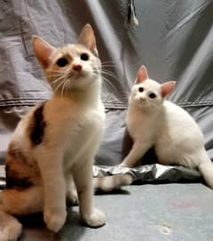 persian short coat kittens for sale