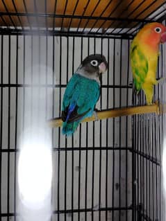 love birds breeder pair for sale