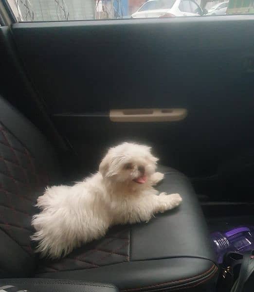 shihtzu male puppy available for sale 2