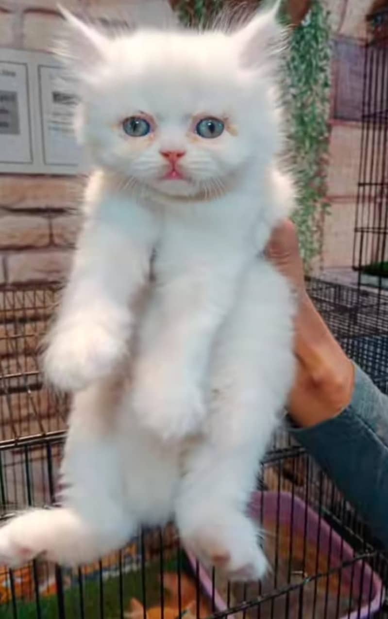 Persian Cats/Triple coated Persian cats/Blue Eyes(03215916070) 3