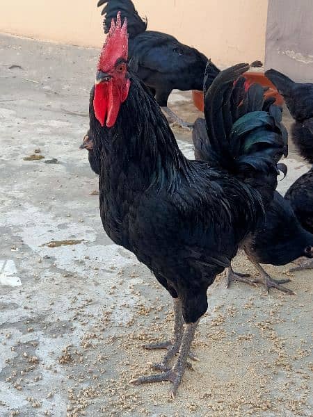 Australorp Breeders for sale 1