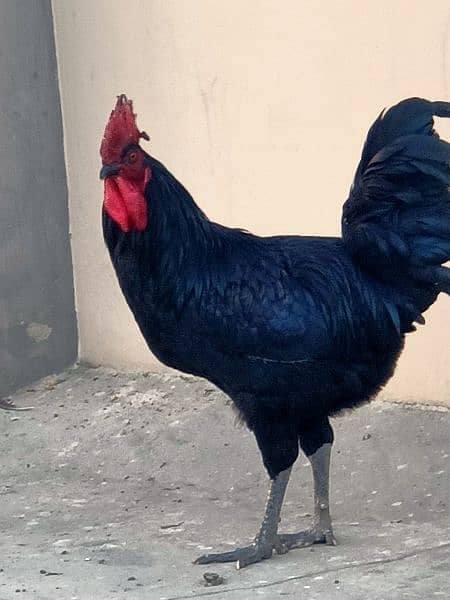 Australorp Breeders for sale 2