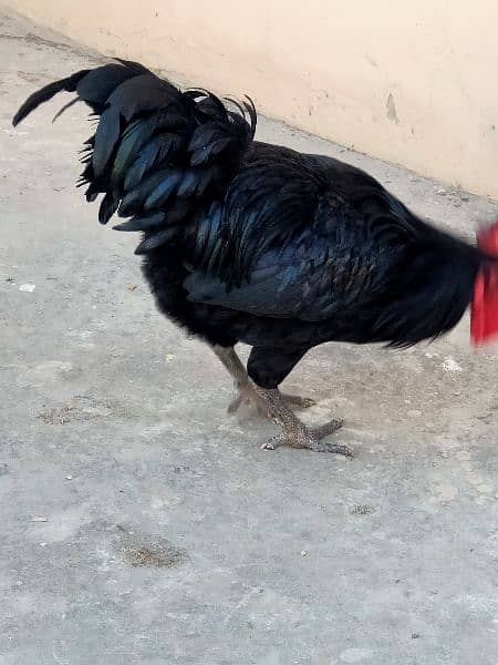 Australorp Breeders for sale 3