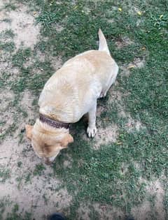 British Labrador  5 years Old Friendly and tamed