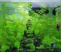 aquatic plant for sale