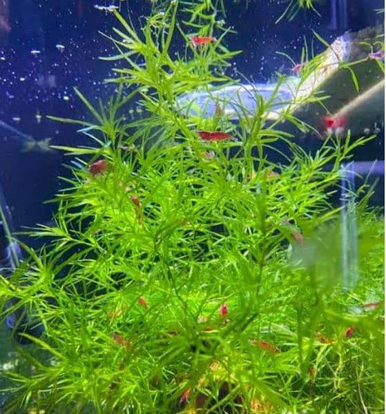 aquatic plant for sale 2