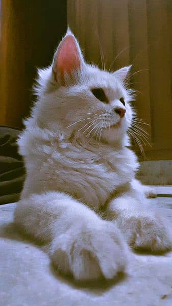 Persian double coated cat available 0