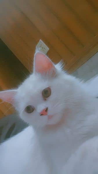 Persian double coated cat available 1