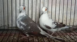 PIED DOVE BREEDER PAIR