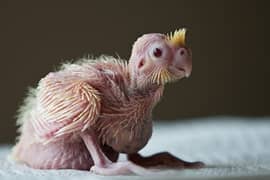 Cockatiel