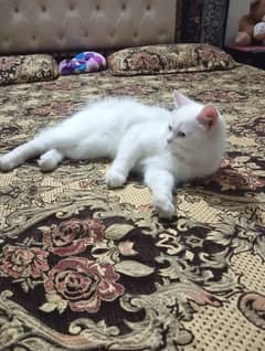 persian cat 5 mnths urgent sale