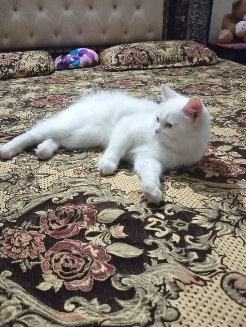 persian cat 6 mnths urgent sale 1