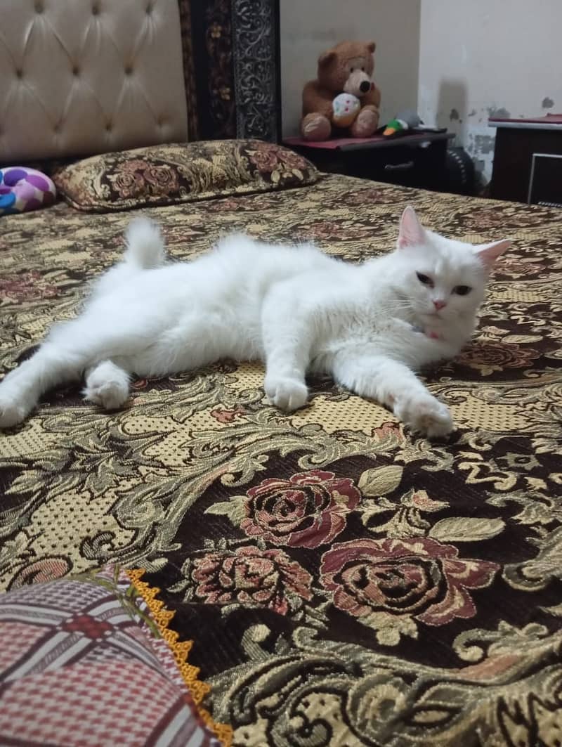 persian cat 6 mnths urgent sale 2