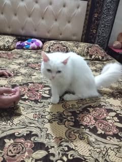 persian cat 6 mnths urgent sale 0