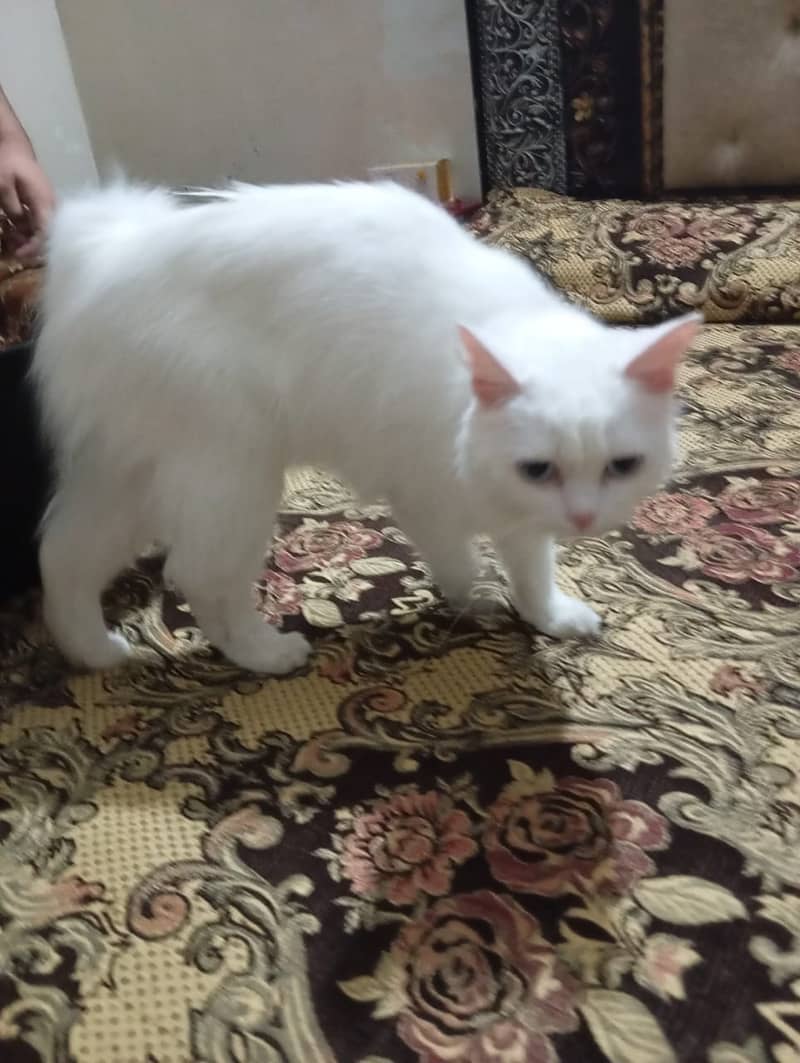 persian cat 5 mnths urgent sale 3