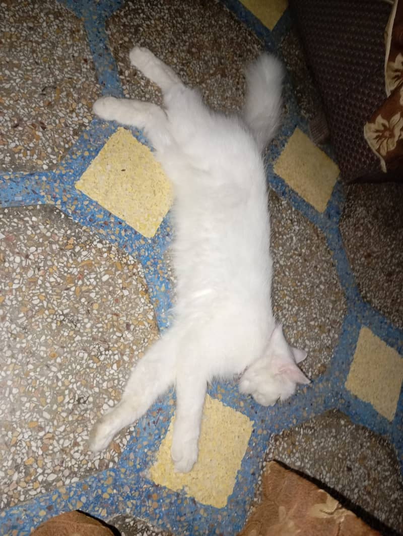 persian cat 5 mnths urgent sale 5