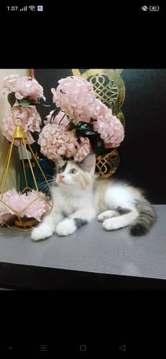 Calico kitten beautiful looking