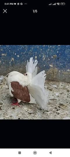 two laka female saddle& brown gray tale breeder fancy pigeon kabooter