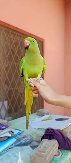 Ringneck Female Parrot