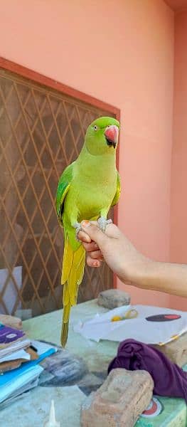 Ringneck Female Parrot 2