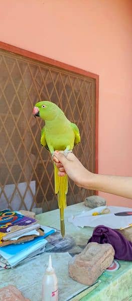 Ringneck Female Parrot 3