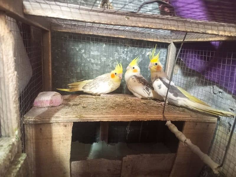 3 Cocktails+ 3Budgies 2