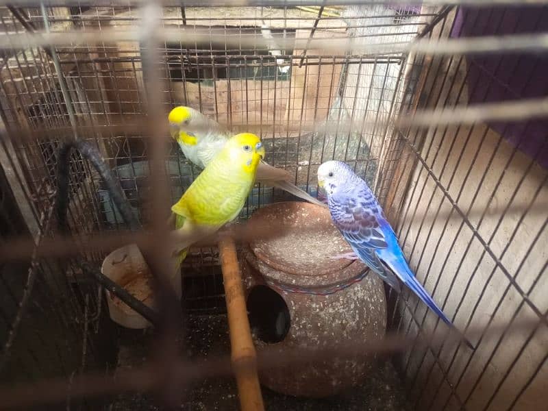 3 Cocktails+ 3Budgies 3