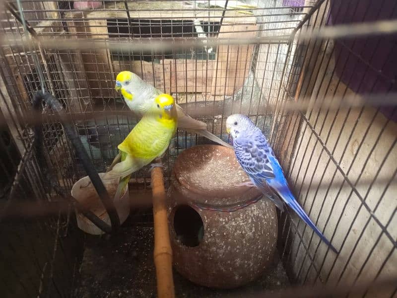 3 Cocktails+ 3Budgies 4