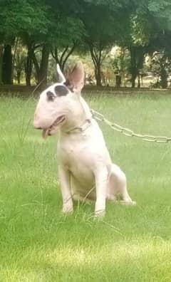 Imported English bull terrier pair available for sale