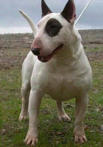 Imported English bull terrier pair available for sale 1