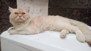 Male Cat Sami punch face For sell Contact 03494726380