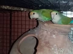 urgent Sale Love birds