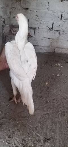 white heera female