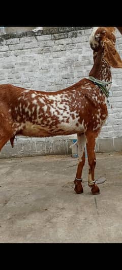 Goat | bakri | sheep | Breader | | بکری  | bakri for sale.