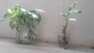 single small bamboo plant